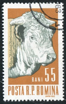 ROMANIA - CIRCA 1962: Industrial cultivation of beef, circa 1962.