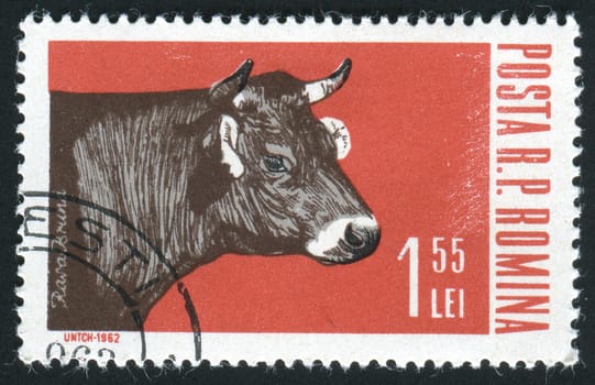 ROMANIA - CIRCA 1962: Industrial cultivation of beef, circa 1962.