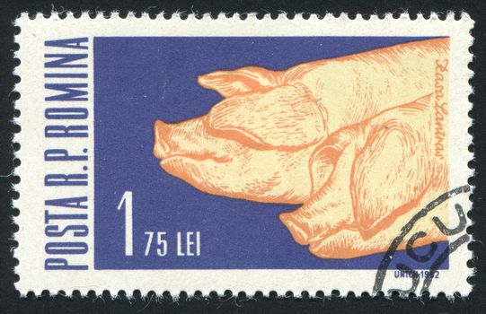 ROMANIA - CIRCA 1962: Industrial cultivation of pig, circa 1962.