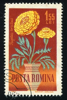 ROMANIA - CIRCA 1964: Flowers in a vase, circa 1964.