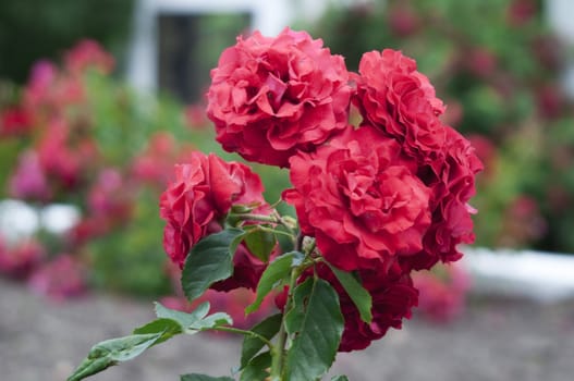 High resolution image. Bush of roses in a garden.