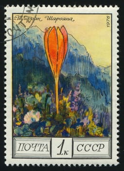 RUSSIA -CIRCA 1976: Flowers of the Caucasus: Saffron, circa 1976.