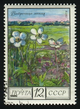 RUSSIA -CIRCA 1975: Regional Flowers: Wood anemones, circa 1975.