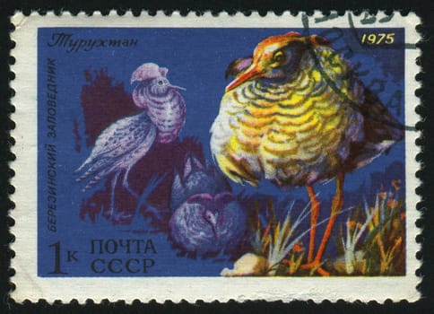 RUSSIA -CIRCA 1975: Ruff is a medium-sized wading bird that breeds in marshes and wet meadows across northern Eurasia, circa 1975.