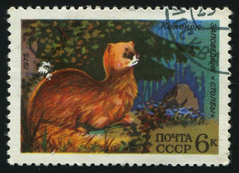 RUSSIA -CIRCA 1975: Siberian Mountain Weasel, also known as the Siberian Weasel, Kolinsky or Himalayan Weasel, is a rust coloured member of the weasel family, circa 1975.
