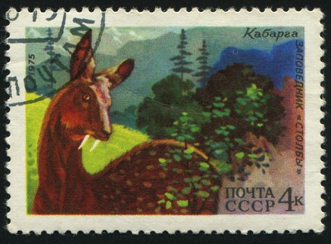 RUSSIA -CIRCA 1975: Siberian musk deer is a musk deer found in the mountain forests of Northeast Asia, circa 1975.