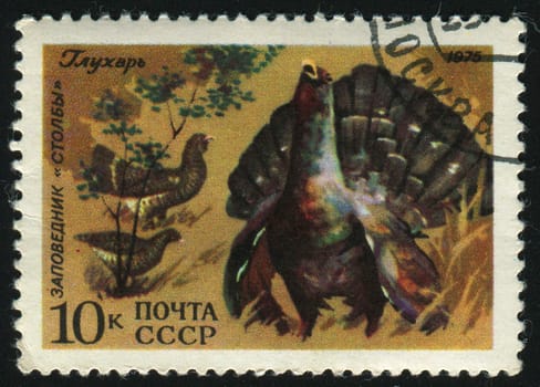 RUSSIA -CIRCA 1975: Western Capercaillie also known as the Wood Grouse, Heather Cock (Scottish Gaelic: An Coileach-Fraoich) or Capercaillie is the largest member of the grouse family, circa 1975.