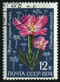 RUSSIA -CIRCA 1974: Dianthus is a genus of about 300 species of flowering plants in the family Caryophyllaceae, circa 1974.