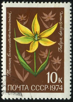 RUSSIA -CIRCA 1974: tulip is a perennial plant in the genus Tulipa, comprising about 150 bulbous species with showy flowers, in the family Liliaceae, circa 1974.