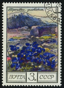 RUSSIA -CIRCA 1976: Flowers of the Caucasus: Gentian, circa 1976.
