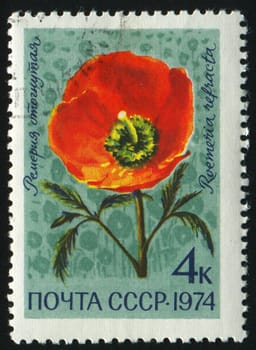 RUSSIA - CIRCA 1974: Flowers of the Caucasus. Roemeria refracta, circa 1974.