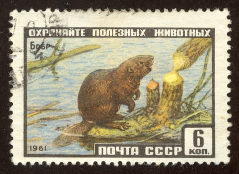 The scanned stamp. The Soviet stamp. The beaver gnaws a tree.