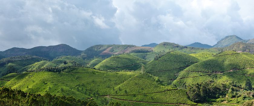 Panorama of tea plantations. Munnar, Kerala, India