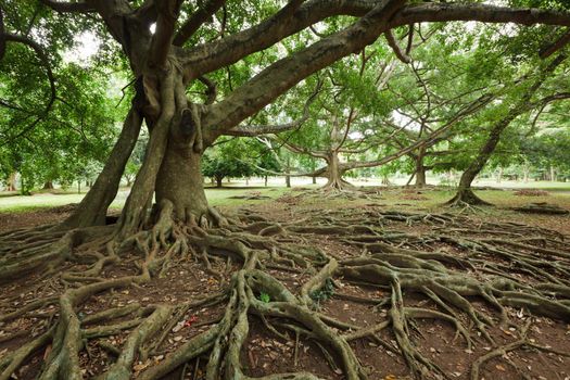Tropical tree roots. Sri Lanka