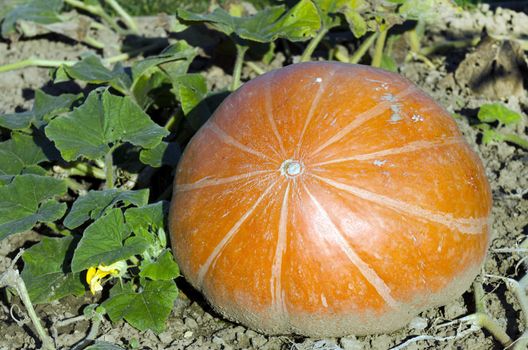 a pumpkin in a garden