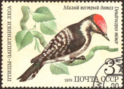 The Soviet mark. Scanned stamp. Woodpecker sitting on a tree.
