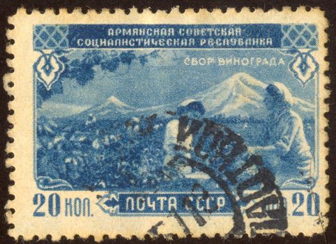 The scanned stamp. The Soviet stamp. Farmers reap grapes crop.