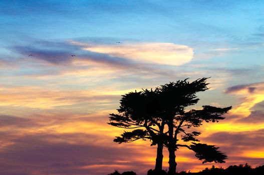 Sunset with a pair of Cypress trees sihouetted against an African sky