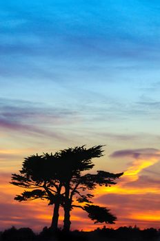 Sunset with a pair of Cypress trees sihouetted against an African sky