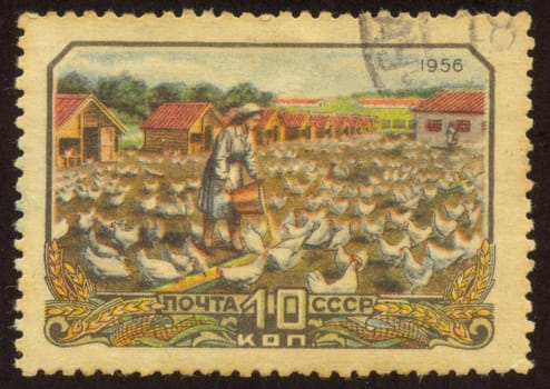 The scanned stamp. The Soviet stamp. Cultivation of chickens on a farm.