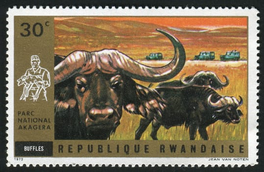 RWANDA - CIRCA 1972: Akagera National Park. Buffaloes, circa 1972.