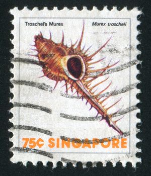 SINGAPORE - CIRCA 1978: Murex is a genus of medium to large sized predatory tropical sea snails, circa 1978.