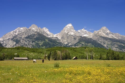 pastoral scene of horses grazing in a meadow in the Grand Tetons
