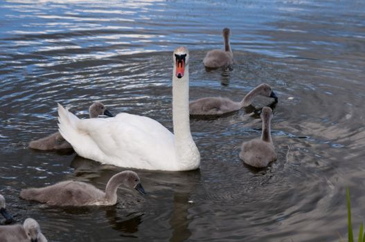 High resolution image. Swan on lake. Lonely swan. Lake in the city of Kaliningrad.