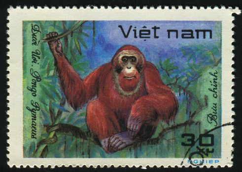VIET NAM - CIRCA 1981: Wild Animals. Orangutan, circa 1981