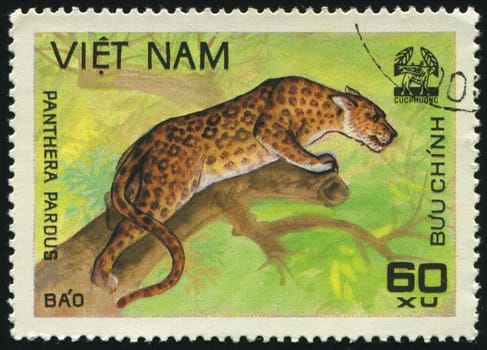 VIET NAM - CIRCA 1981: Animals from Cuc Phuona Natl Forest. Panthera pardus, circa 1981