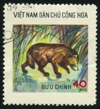 VIET NAM - CIRCA 1984: Raccoon in canes, circa 1984