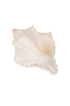 Beautiful seashell isolated on a white background