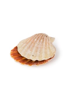 Beautiful seashell isolated on a white background