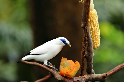 Bali Starling