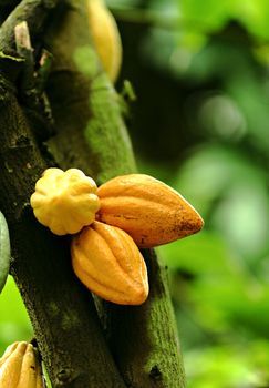 Cocoa pods