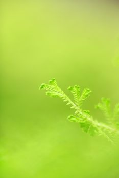 Fresh green grass, selective foucs