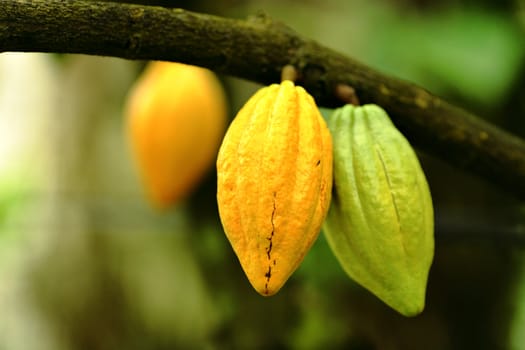 Cocoa pods