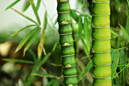 bamboo