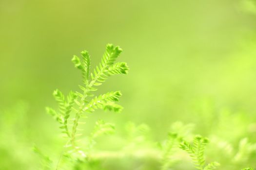 background with plants