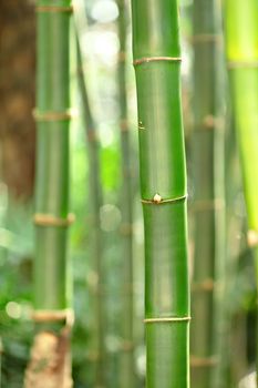 bamboo