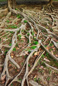 tree roots