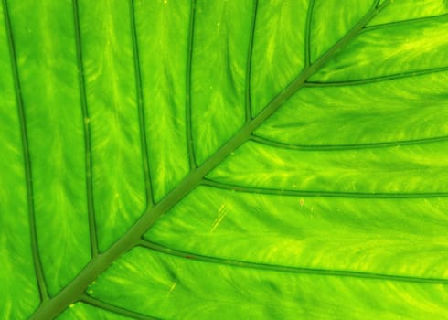 leaf texture