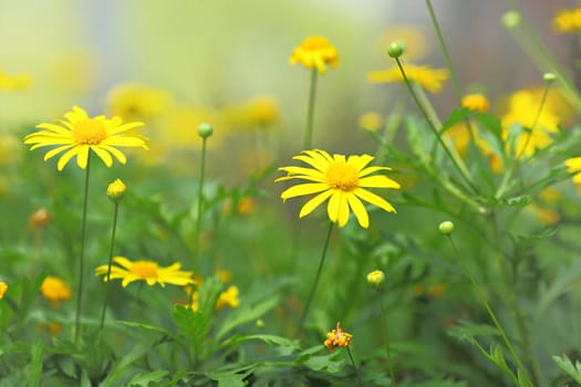 yellow flower