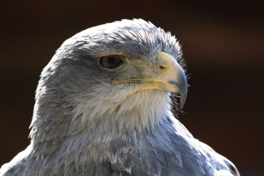 Black-chested Buzzard-eagle portrait