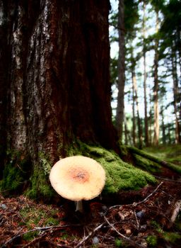 Giant mushrooms  at Kitsumkalum Provincial Park