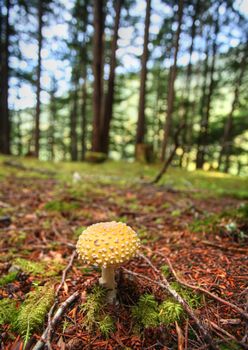 Giant mushrooms  at Kitsumkalum Provincial Park