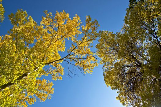 Autumn maple branch with yellow leaves against the blue clear sky.