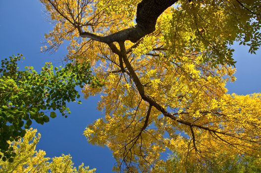 Autumn maple branch with yellow leaves against the blue clear sky.