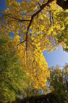 Autumn maple branch with yellow leaves against the blue clear sky.