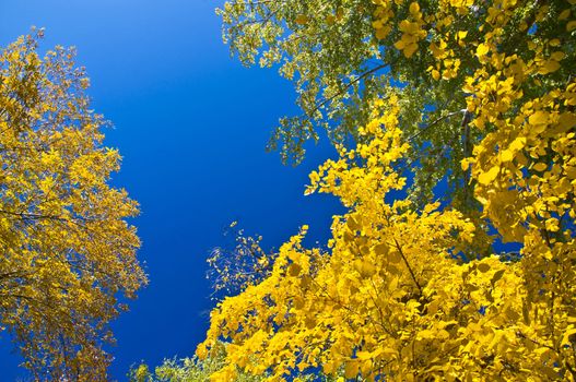 Autumn maple branch with yellow leaves against the blue clear sky.